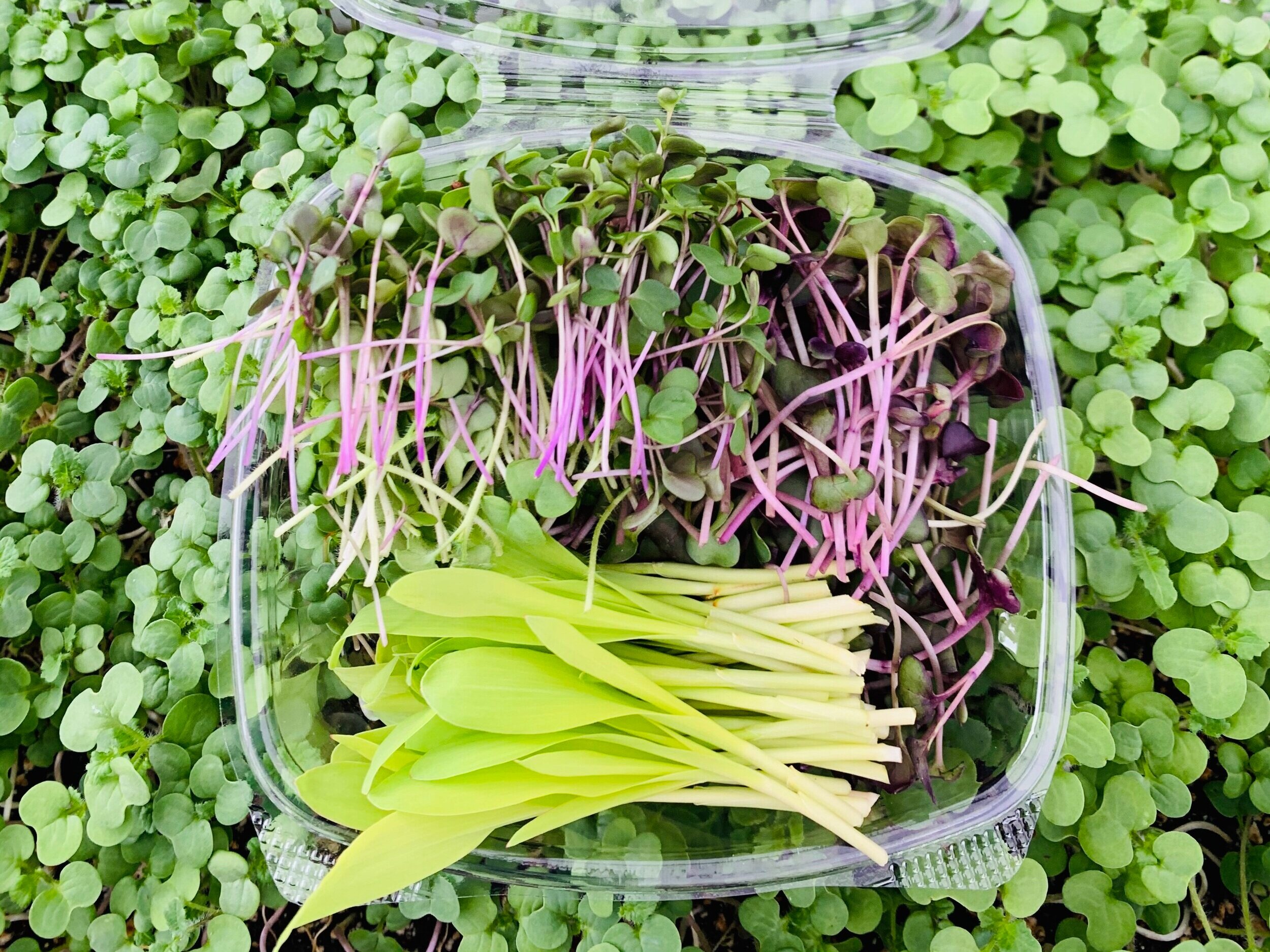 Fresh microgreens in a clear container, featuring vibrant green and purple sprouts, set against a lush backdrop of leafy greens. Ideal for salads and garnishes, these nutrient-rich microgreens enhance flavor and presentation in culinary dishes.