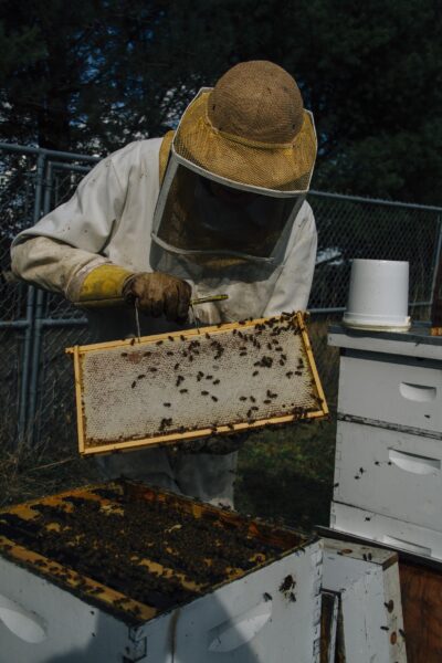Beekeeper inspecting a honeycomb frame filled with bees, wearing protective gear in an apiary. The scene showcases beekeeping practices and honey production.