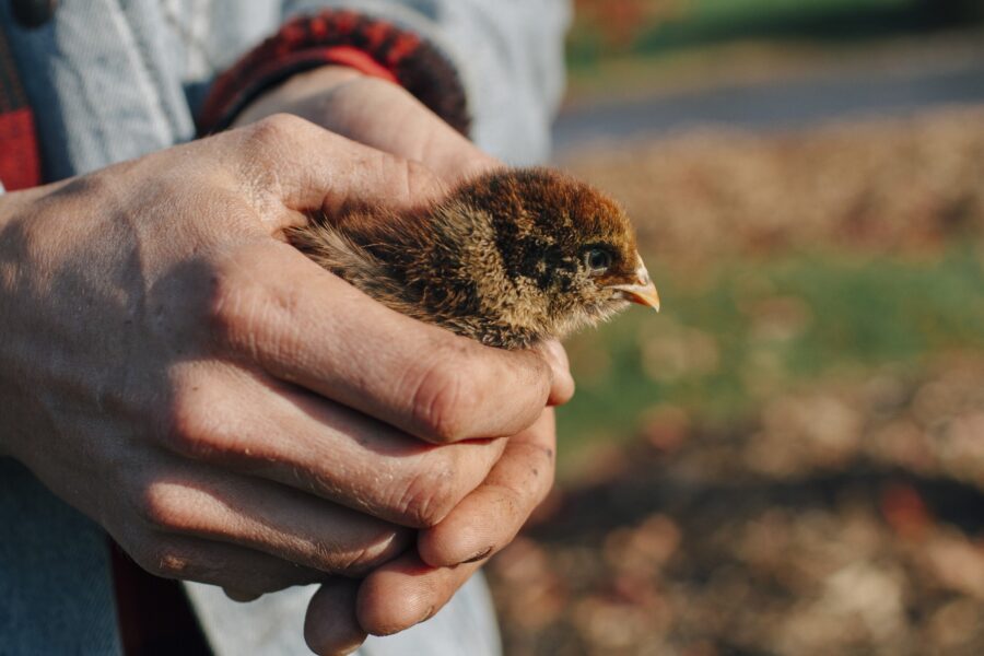 A person gently holding a small brown chick in their hands, showcasing a connection between humans and wildlife in a natural outdoor setting.