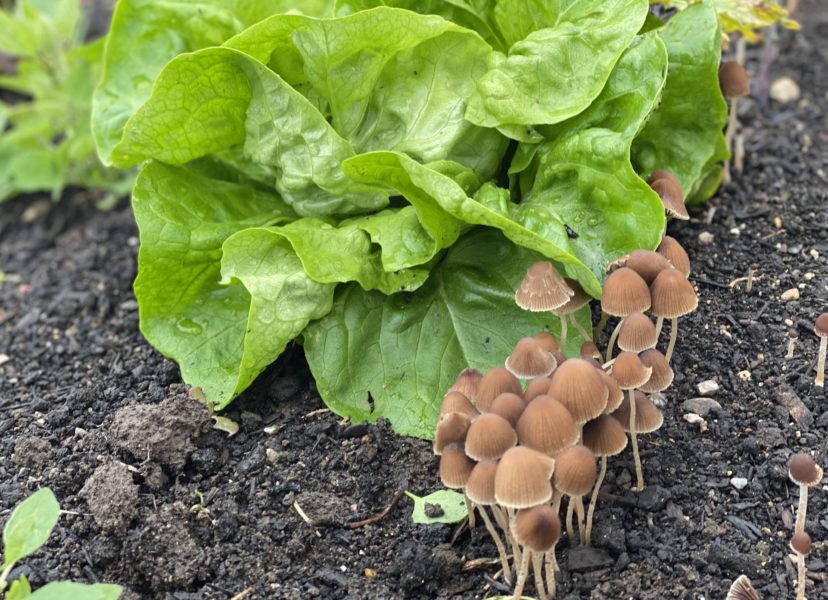 Cluster of brown mushrooms growing next to vibrant green lettuce in a garden bed, showcasing the contrast between fungi and leafy vegetables in rich, dark soil.