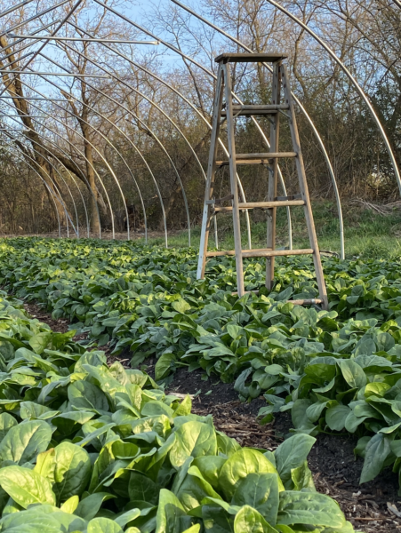 Ladder positioned in a greenhouse surrounded by lush spinach plants, highlighting sustainable farming practices and crop cultivation.