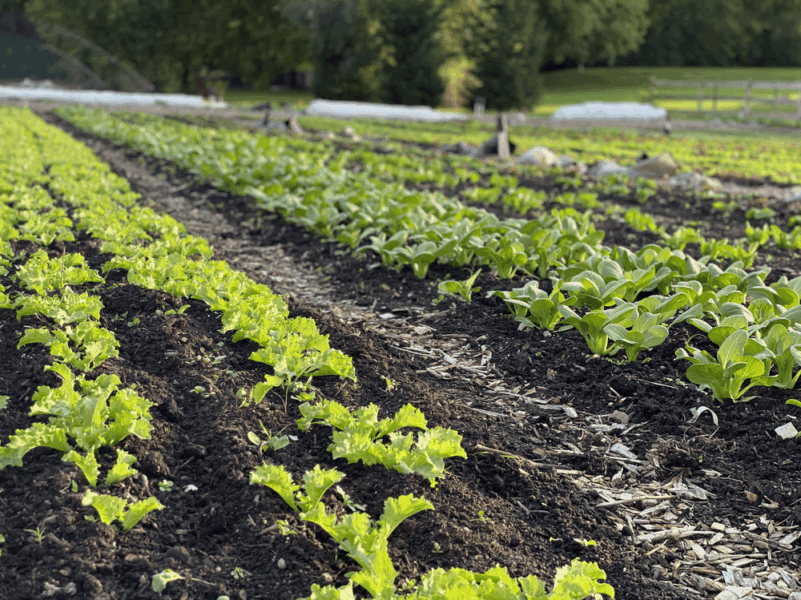 Lush rows of green lettuce and leafy greens grow in a well-maintained organic farm field, showcasing healthy soil and vibrant plants under natural sunlight.