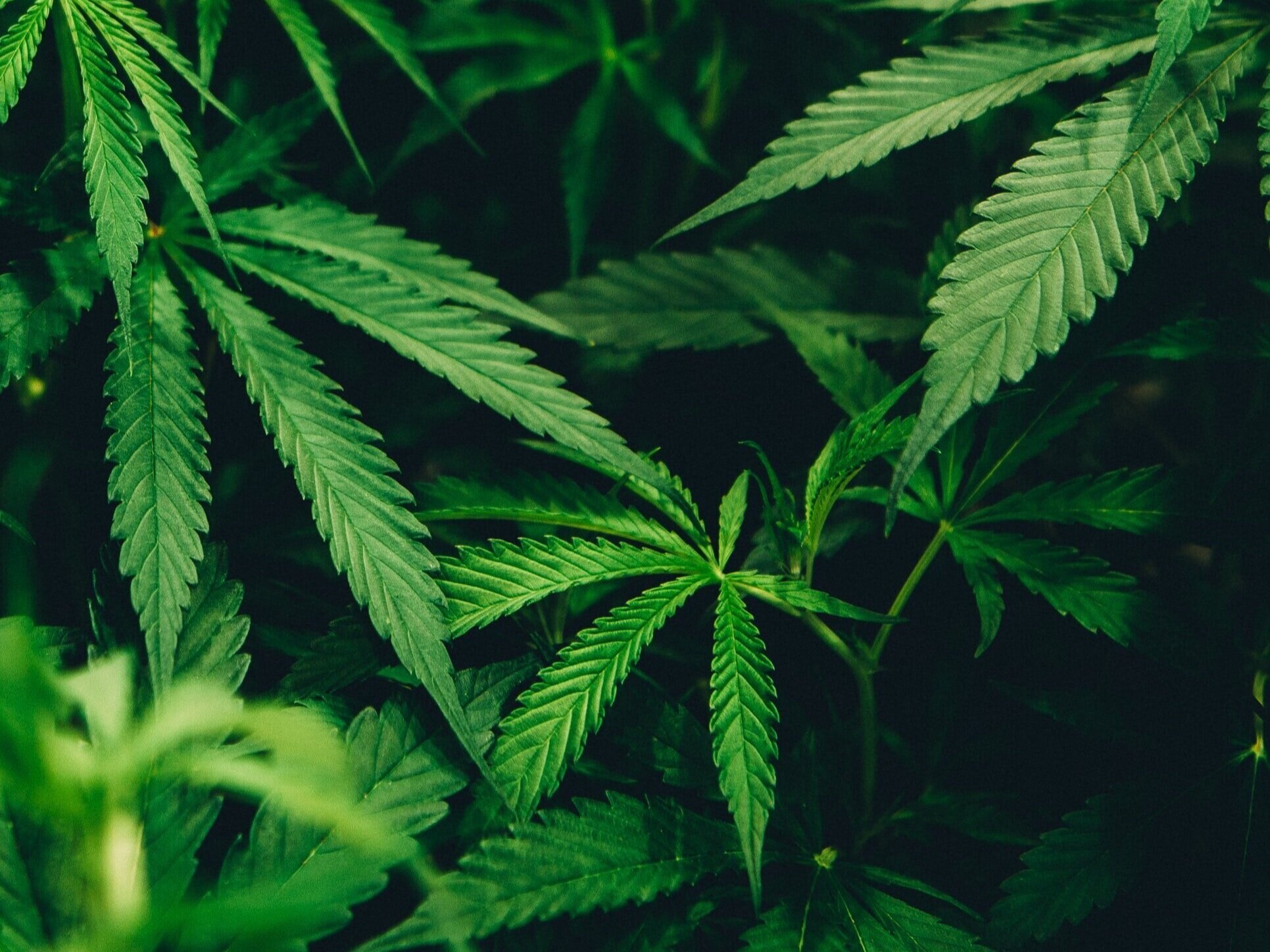 Close-up of lush green cannabis leaves showcasing their serrated edges and vibrant color, surrounded by a dark background for contrast. Ideal for topics related to cannabis cultivation, botany, or herbal remedies.