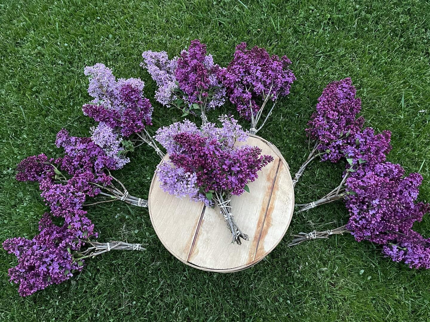 image-asset - 2026-07-23T084227.624 Freshly gathered lilac flowers in various shades of purple and lavender arranged around a wooden circular table on lush green grass, showcasing their vibrant colors and natural beauty.