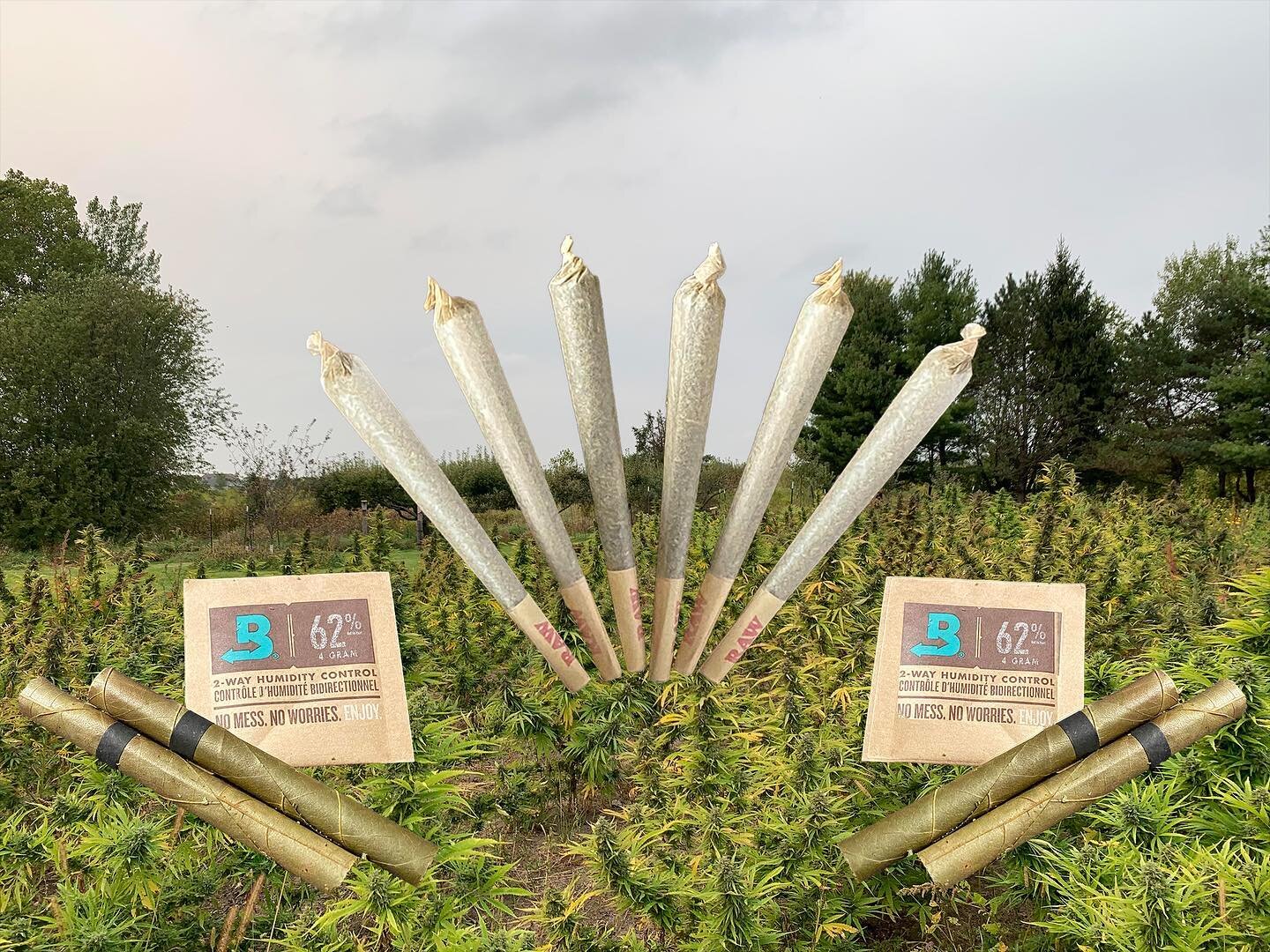 image-asset - 2026-07-23T084245.375 Cannabis pre-rolls displayed in a lush green field, featuring two types of packaging labeled with humidity control information. The image showcases multiple pre-rolls and emphasizes a product designed for optimal freshness and enjoyment.