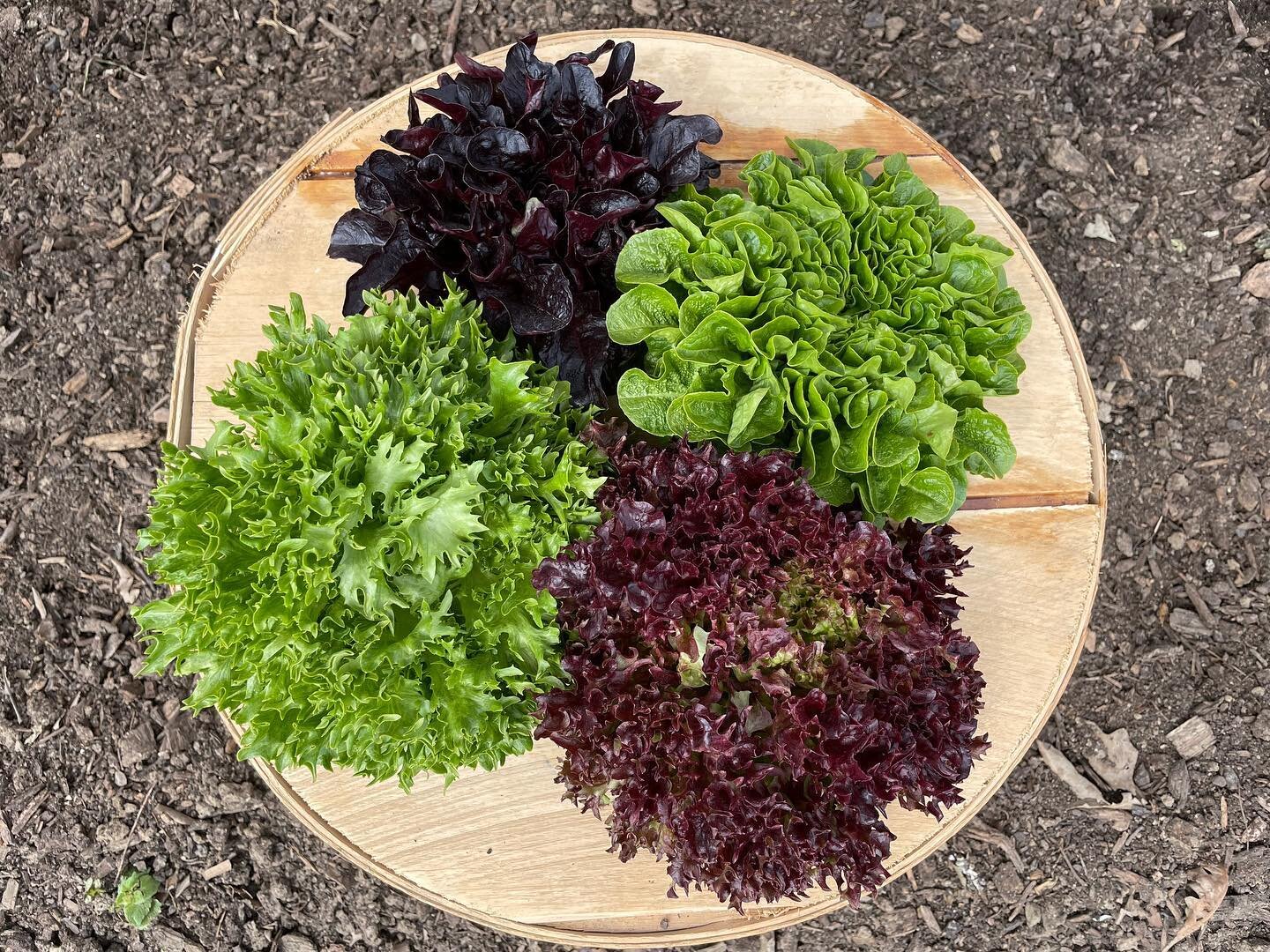 image-asset - 2026-07-23T084246.144 A wooden platter displaying a variety of fresh lettuce types, including green leaf, red leaf, butterhead, and romaine, set against a soil background. Ideal for healthy eating and gardening enthusiasts.