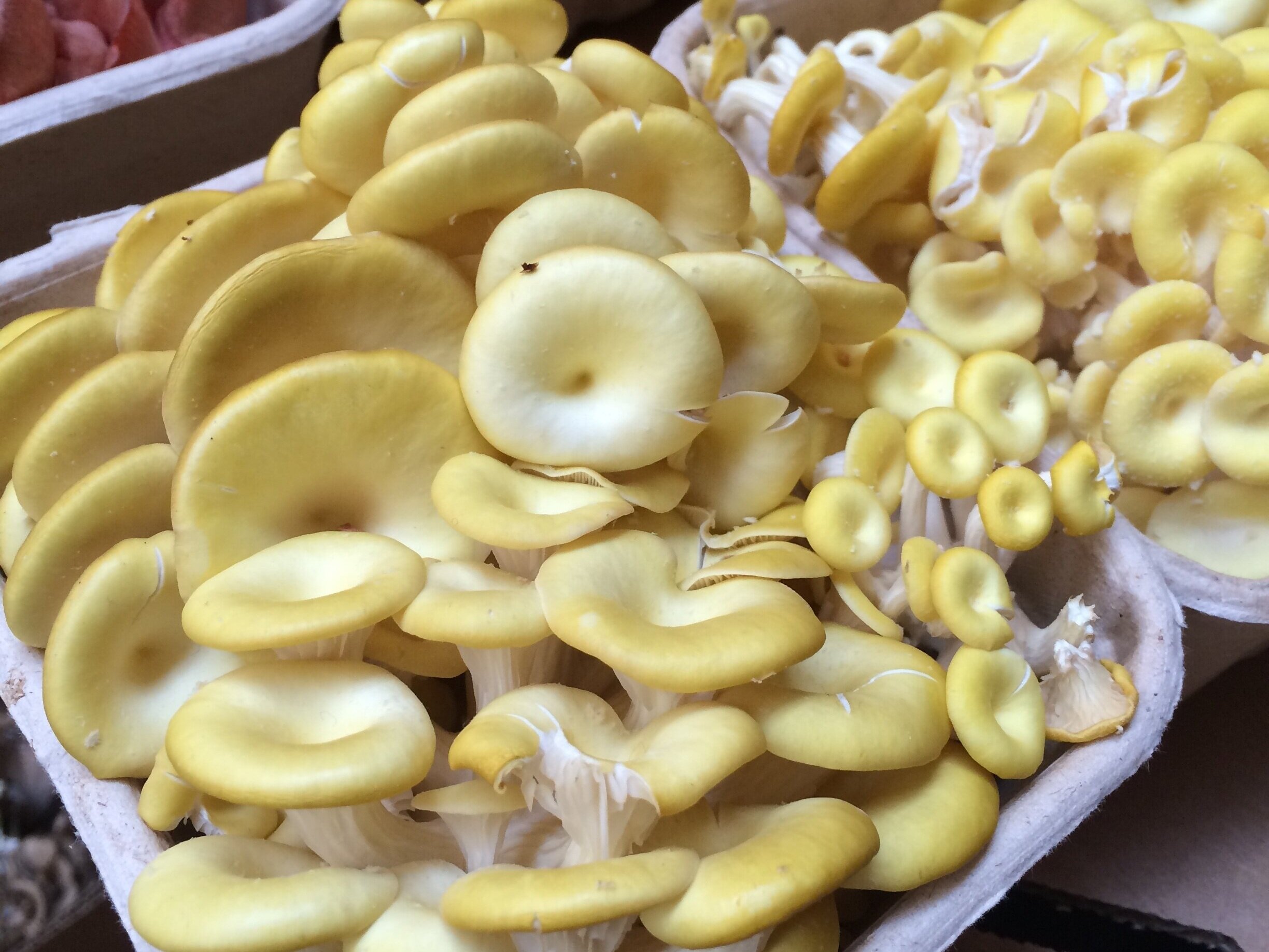 Fresh yellow mushrooms stacked in a cardboard container, showcasing their vibrant color and unique shape, ideal for culinary use and healthy cooking.